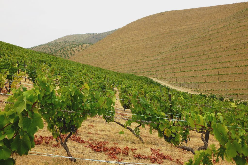 ST - VILA NOVA DE FOZ COA